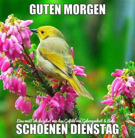 guten morgen grüße am dienstag